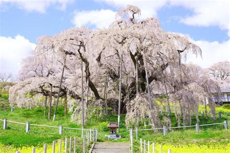 子孫樹|日本三大桜の「三春滝桜」「山高神代桜」「根尾谷淡。